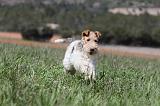 FOX TERRIER 191